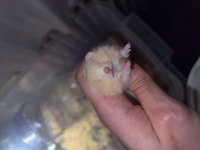 Yavru Teddy Bear Hamsterlar
