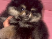 Pomeranian ırk ve sağlık garantili