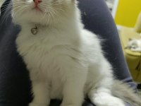 ORİJİNAL RAGDOLL YAVRULAR