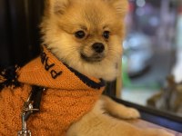 9 aylık erkek pomeranian