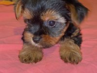 Yorkshire Terrier yavruları