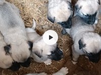 1 Aylık erkek dişi saf Kangallar