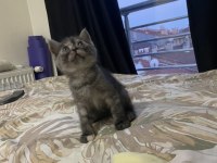 5 haftalık british shorthair yavrularıma yuva arıyorum