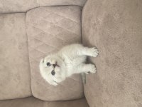 Birbirinden güzel scottish fold bebeklerim