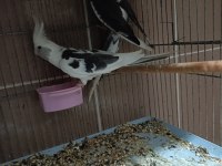 Wf sultan papağanı takım