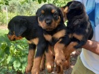 45 günlük yavru rottweiler tasması ve box ile beraber
