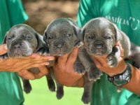 Cane Corso yavrumuz