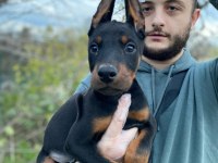 Asil bakışlı Doberman yavrularım
