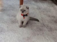 Boncuk gözlü yakışıklı scottish fold bebeğim