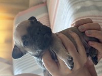 FRANSIZ BULLDOG YAVRULARI RENK CÜMBÜŞÜ