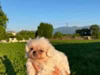 Bal Köpüğü ve Süt Beyazı Yavru Köpekler