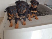 A KALİTE ROTTWEİLER YAVRULARIMIZ MEVCUT