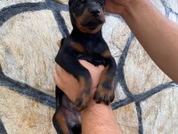 Estetikli ve Estetiksiz Doberman Yavrular