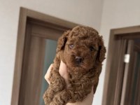 Harika Poodle Köpeği