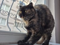Nadir renginden exotic shorthair dışı