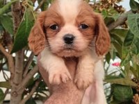 Cavalier king Charles yavruları