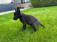 North American Wolfdog ve Alman Kurdu yavruları