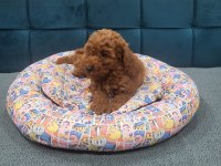 Son Erkek Poodle Yavrum Çok İyi Fiyat