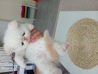 Exotic yavrularım yeni yuvalarını arıyor