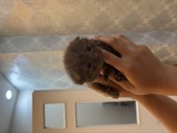 British shorthair cinammon yavrular