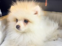 Spitz günü gelen aşıları yapılmıştır