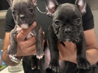 French Bulldog 45 Günlük