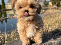 En özel kore maltipoo yavruları