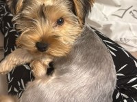 5 aylık teacup Yorkshire Terrier Erkek Yavru