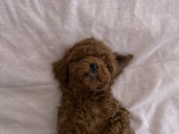 Kore Tea Cup Poodle Yavrular