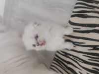 Yavru kediler british longhair