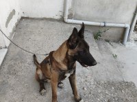 Sahibinden sahiplendirilecek belçika kurdu