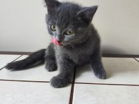 2 AYLIK SCOTTİSH STRAİGHT YAVRU KEDİM 2