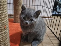 50 günlük scottish fold yavrular