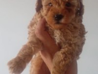 Toy poodle dişi