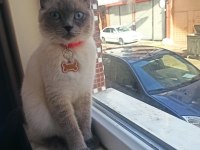 Scottish fold blue point