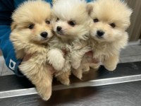 Kar beyazı pomeranian yavrularımız