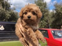 Kore Maltipoo (Kilo Garantili)