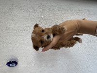 Teacup Kore Maltipoo