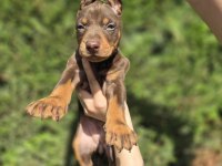 Orjinal Doberman Köpekleri