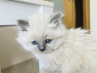 British longhair kedimiz