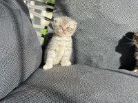Dişi erkek scottish fold