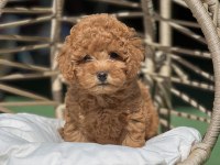 Poodle yavrularımız