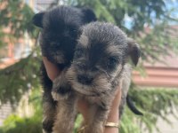 Schnauzer tatlışşş bebişleer