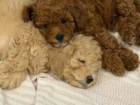 Orjinal bir adet kahve bir adet krem poodle bebekler