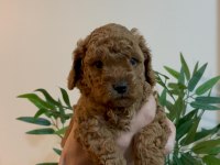 Birbirinden Güzel Toy Poodle Bebeklerimiz