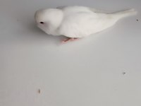 Yavru Mutasyon Muhabbet Kuşu