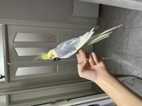 Evcil erkek sultan papağanı