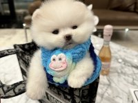 POMERANİAN BOO