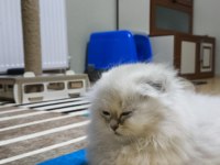 Scottish fold longhair erkek