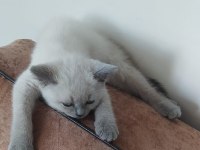 British Shorthair Blue Point
